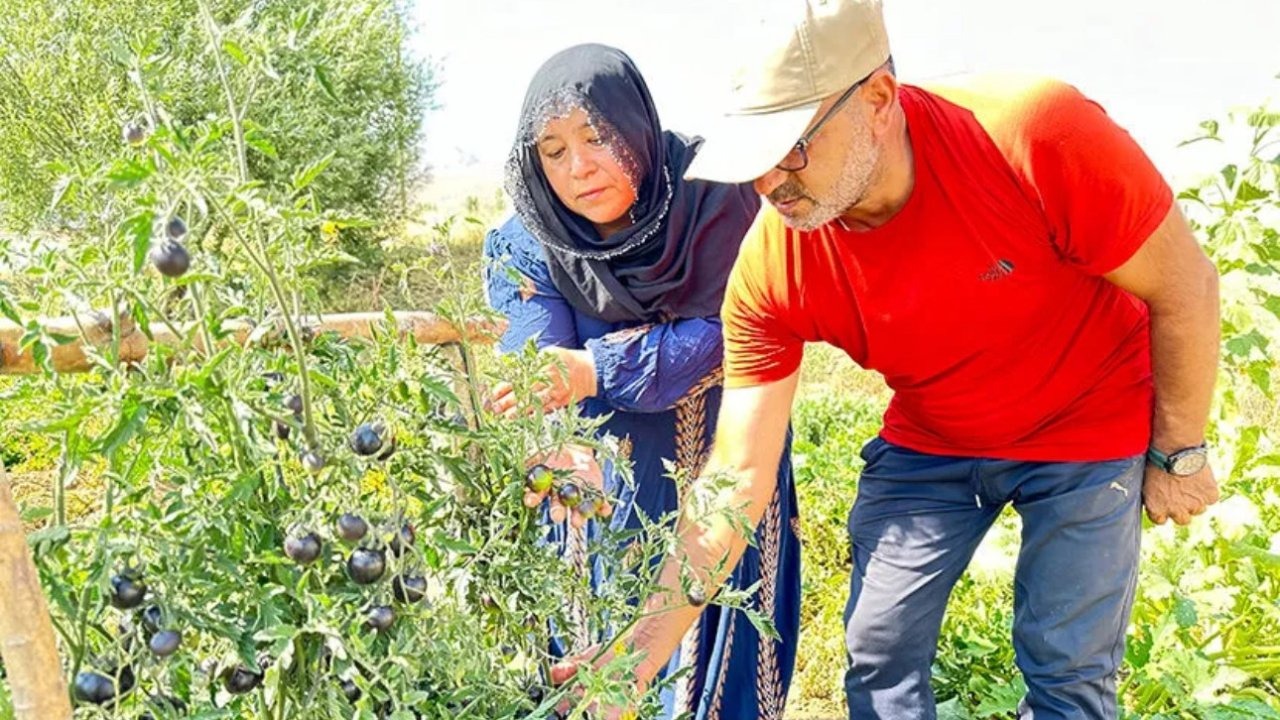 Yüksekova&#039;da Siyah Domates Üretimi Devam Ediyor