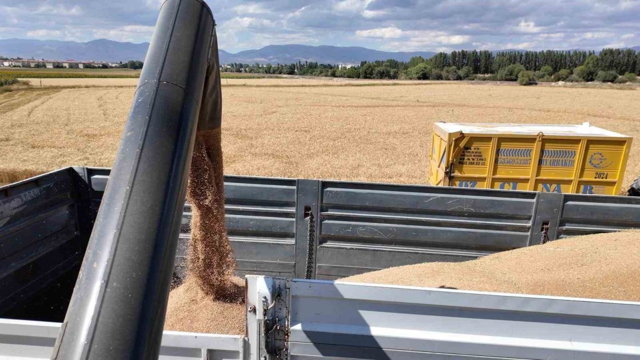 Erzurum Valisi, Öğrencilerle Birlikte Buğday Hasadı Yaptı