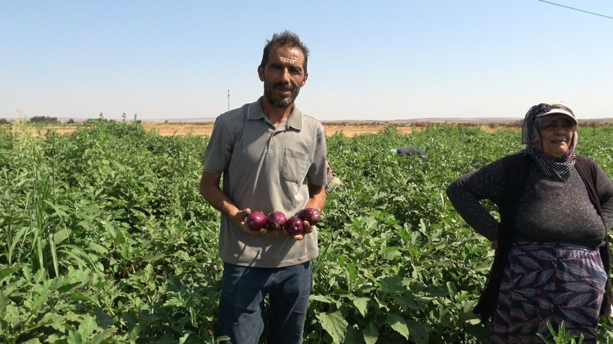 Kilis&#039;te Çiftçi Latif Latif, Yol Kenarına Ektiği Karpuzları Ücretsiz Dağıtıyor