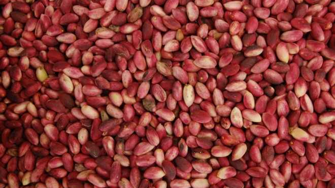 Şanlıurfa&#039;da Fıstık Ağaçlarını Fitoplazma Hastalığı Tehdit Ediyor