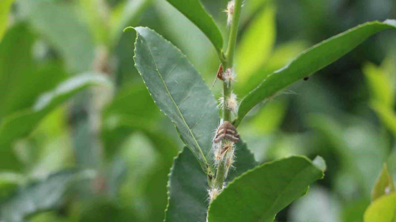&#039;Vampir Kelebek&#039; Doğu Karadeniz&#039;de Yeniden Ortaya Çıktı