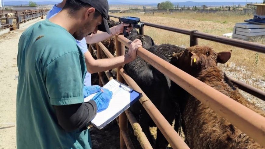 Kütahya&#039;da İthal Hayvanlara Sağlık Kontrolü