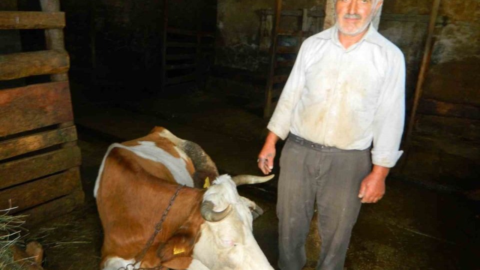 Ardahan&#039;da Şap Hastalığı Çiftçileri Zor Durumda Bıraktı