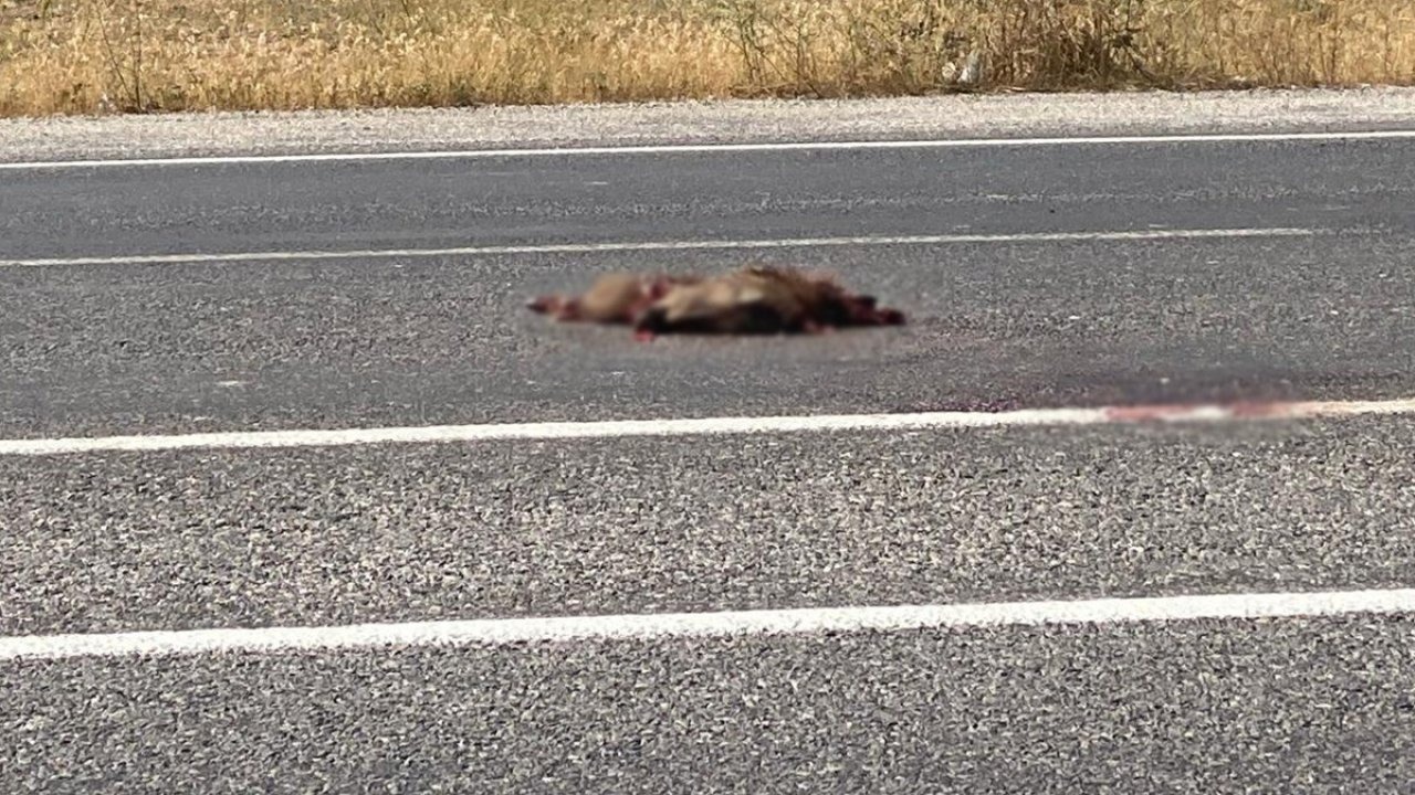 Van&#039;da Otomobilin Çarptığı Yaban Domuzu Telef Oldu