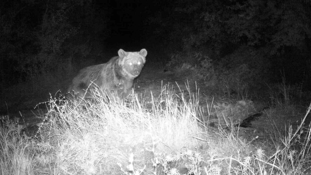 Erzincan Kırsalında Yaban Hayatı Fotokapanla Görüntülendi