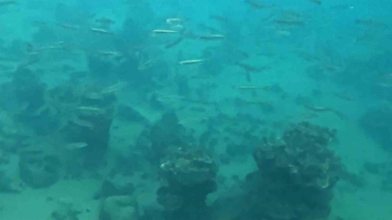 Van Gölü&#039;nün Derinliklerinde Eşsiz Bir Şölen: Mikrobiyalitler ve İnci Kefalleri