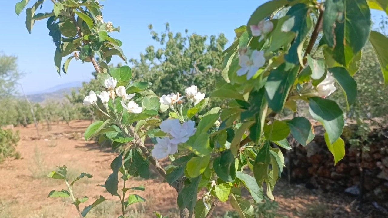 Konya&#039;da Elma Ağaçları Tekrar Çiçek Açtı: Çiftçiler Şaşkın