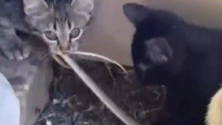 Kedilerin Yılanla Oyunu Kameraya Yansıdı