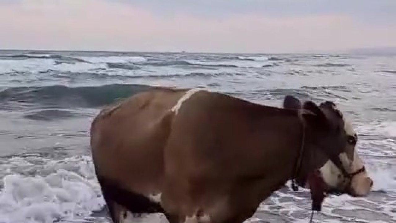 Hatay’da Sıcaktan Bunalan İnek Denize Girerek Serinledi