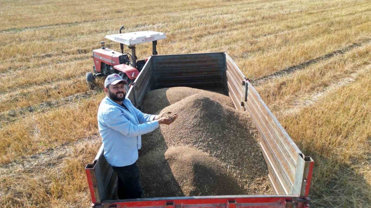 Hatay&#039;ın Arsuz İlçesi, Türkiye&#039;nin Maydanoz Tohumu İhtiyacının Yüzde 75&#039;ini Karşılıyor