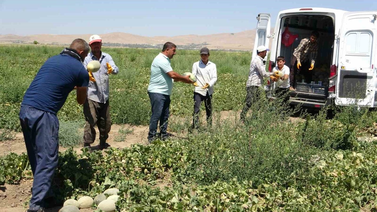 Van’ın Tescilli Sıhke Kavunu Hasadına Başlandı