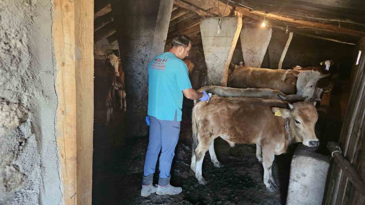 Ağrı’da Şap Hastalığına Karşı Aşılamalar Devam Ediyor