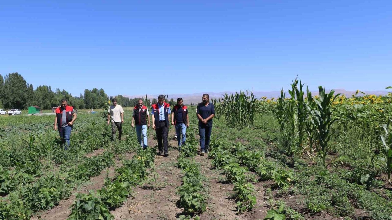 Ağrı&#039;da Sebze Fidesi Hibe Desteği Kontrolleri Sürüyor