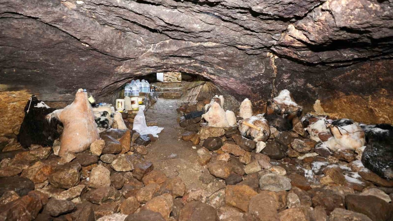 Konya’da “Peynir Çıkarma” Geleneği Sürüyor