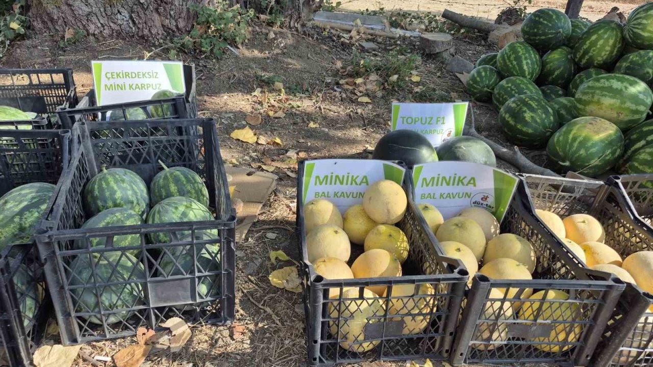 Düzce&#039;de Yeni Tarım Modeli: Hasat Sezonu Kasım Ayına Uzayacak