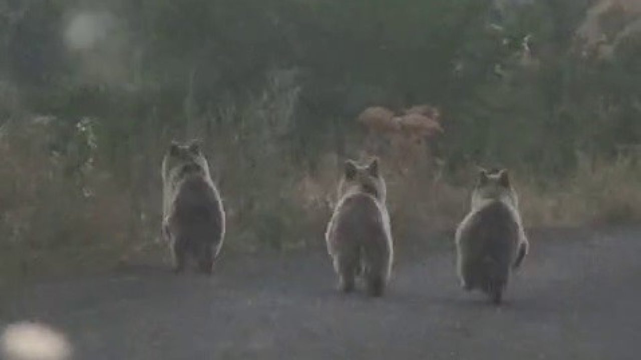 Erzurum&#039;da Ayı Ailesi Yola İndi