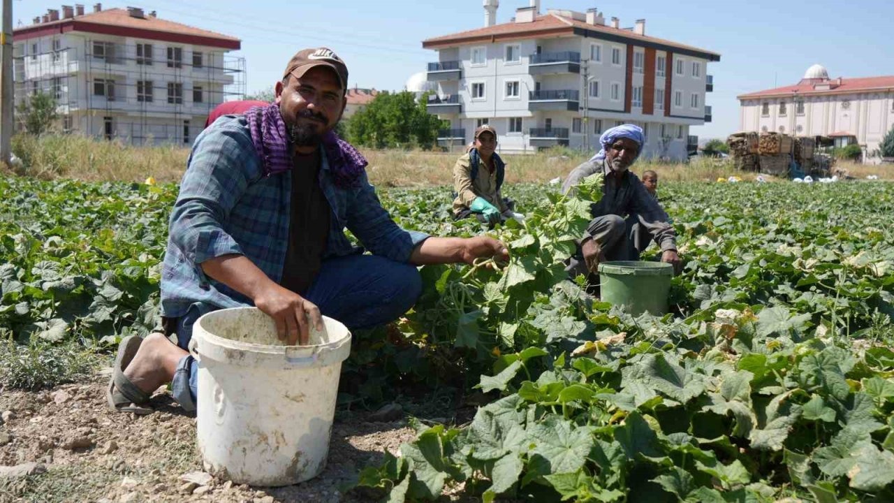 Turşuluk salatalık hasadı sürüyor