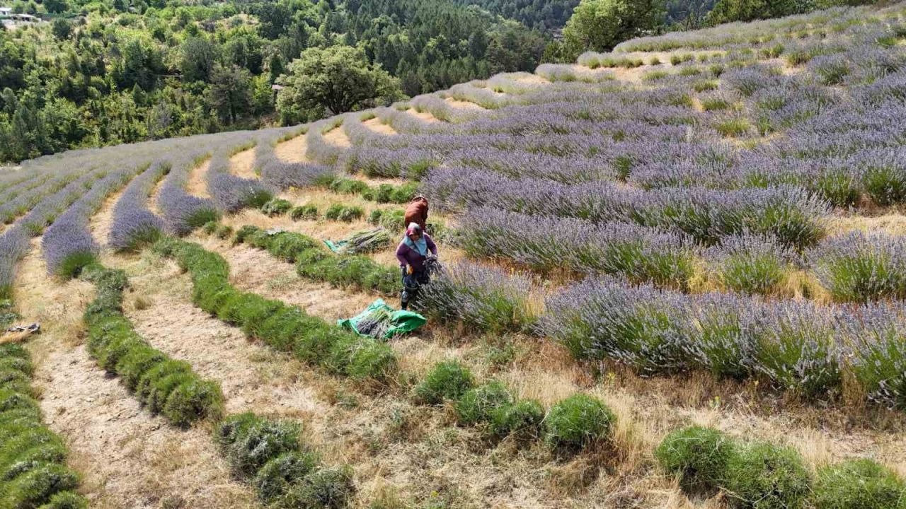 Safranbolu&#039;da &quot;Lavanta Kokulu Safran Bahçesi&quot;nden 5 Ton Lavanta Hasat Edildi