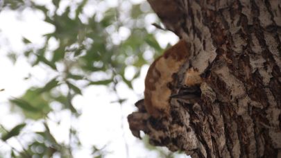 Ağaç Kovuğundaki Sevimli Misafir Iğdır İl Özel İdaresi'nin Maskotu Oldu