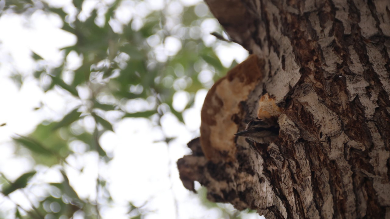 Ağaç Kovuğundaki Sevimli Misafir Iğdır İl Özel İdaresi&#039;nin Maskotu Oldu