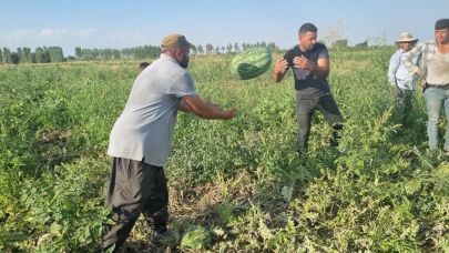 Iğdır’ın Oba Köyünde İkinci Karpuz Hasadı Başladı