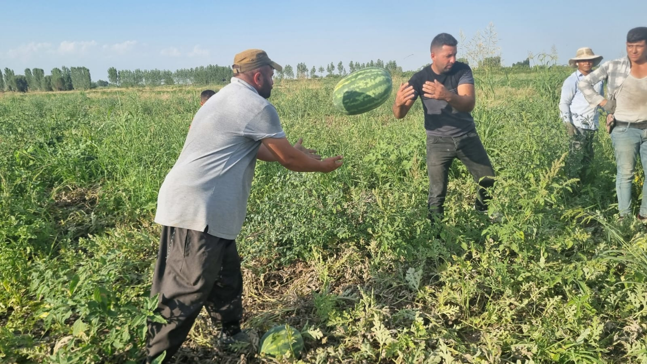 Iğdır’ın Oba Köyünde İkinci Karpuz Hasadı Başladı