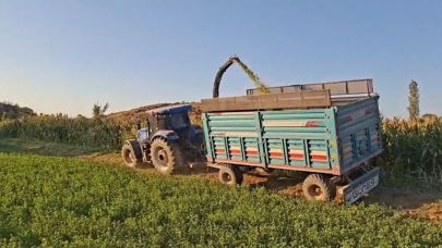 Iğdır’da Çiftçiler Dane Mısır Yerine Silajı Tercih Ediyor