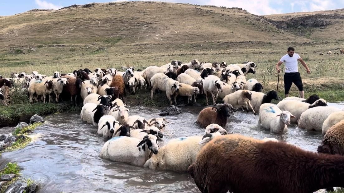 Kars&#039;ta Sıcak Havayla Mücadele: Köylüler Koyunlarını Suda Yüzdürerek Serinletiyor
