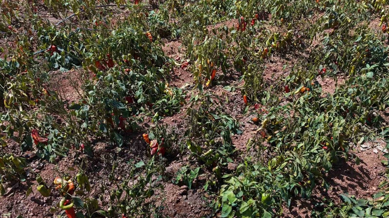 Adana&#039;da Aşırı Sıcaklar Kırmızı Kapya Biberine Zarar Verdi