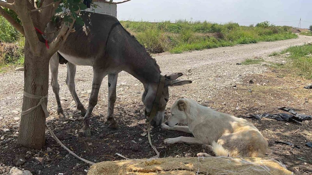 Osmaniye&#039;nin Sokak Misafiri Eşek, Hayvanseverlerin Korumasına Alındı