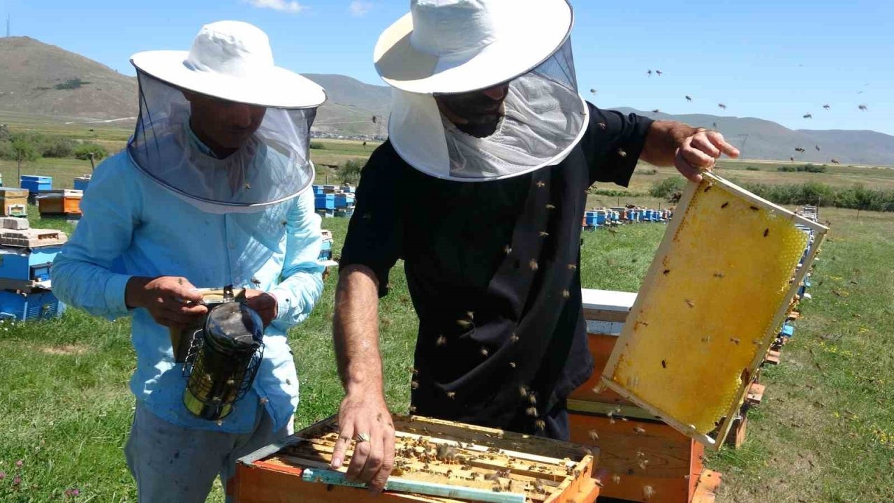 Ardahan&#039;ın Tescilli Çiçek Balının Hasadı Başladı: Kilosu 1500 Liraya Kadar Çıkıyor
