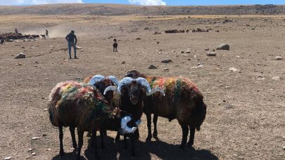 Iğdır’da Koç Katımı Başladı: Renkli Gelenek Yaşatılıyor