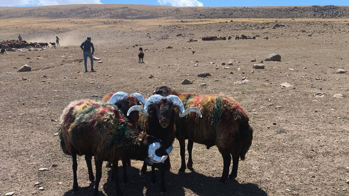 Iğdır’da Koç Katımı Başladı: Renkli Gelenek Yaşatılıyor