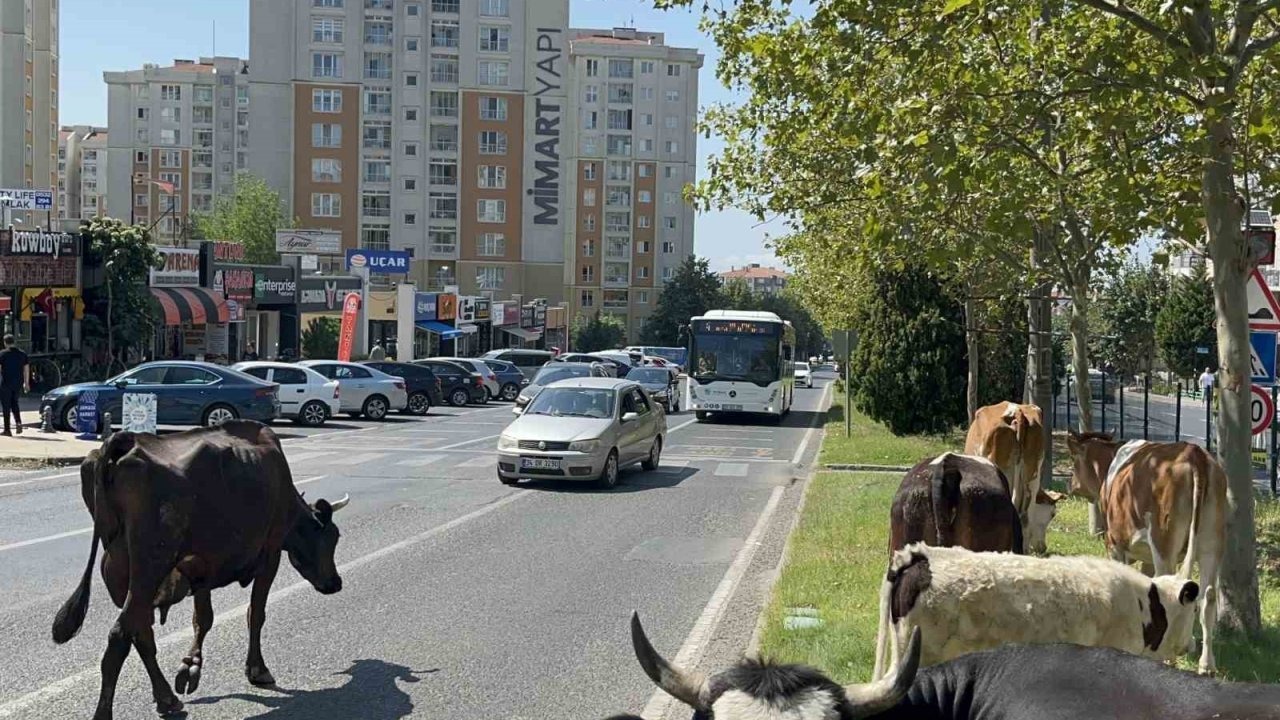 Çorlu&#039;da Şaşkın Bakışlar Arasında Şehir Turu Yapan İnekler Refüjde Dinlendi