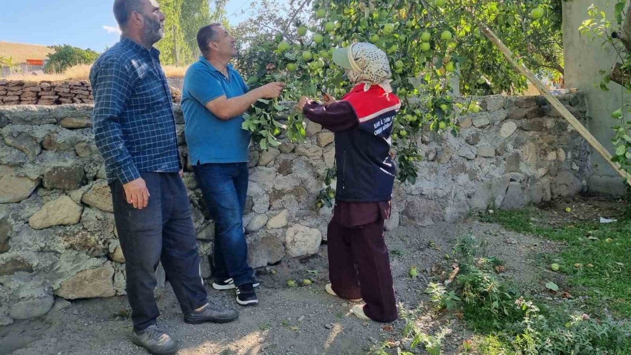 Kars&#039;ta Tarımsal Verimi Artırmak İçin Meyve Ağaçları Aşılanıyor