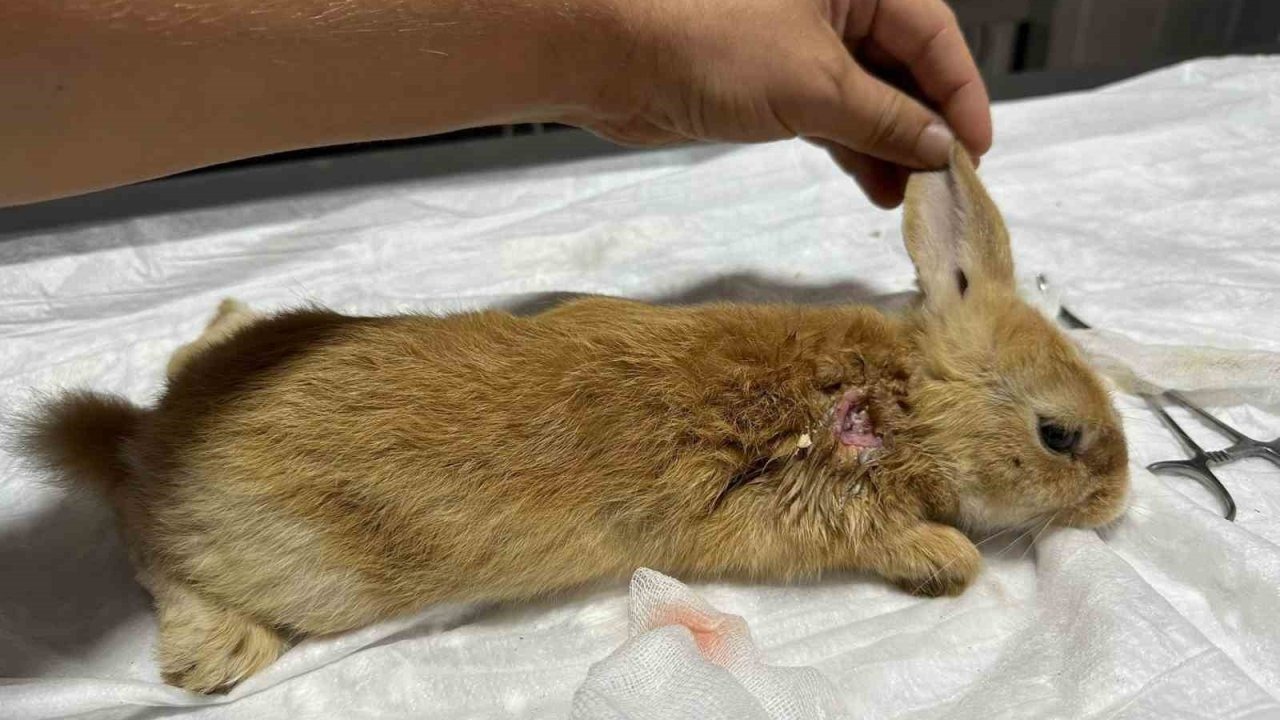 Bilecik&#039;te Yaralı Tavşan Tedavi Altına Alındı