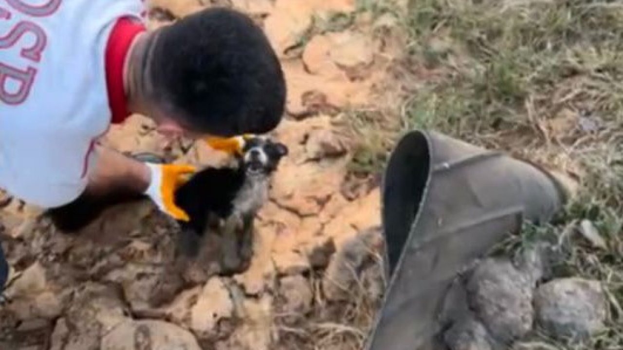 Atık Su Kuyusuna Düşen Yavru Köpekler Kurtarıldı