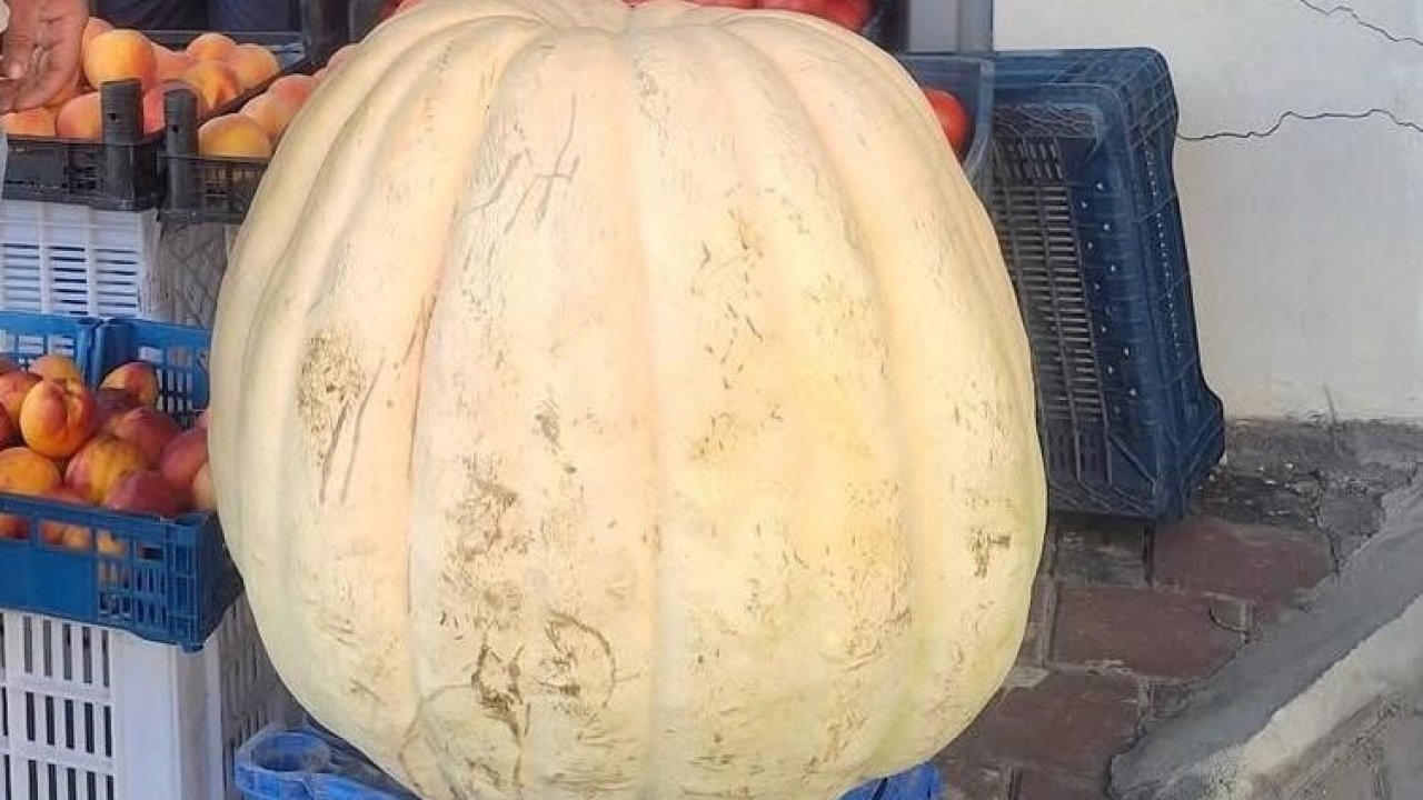 Sarıgöl&#039;de 85 Kilogramlık Dev Bal Kabağı İlgi Odağı Oldu