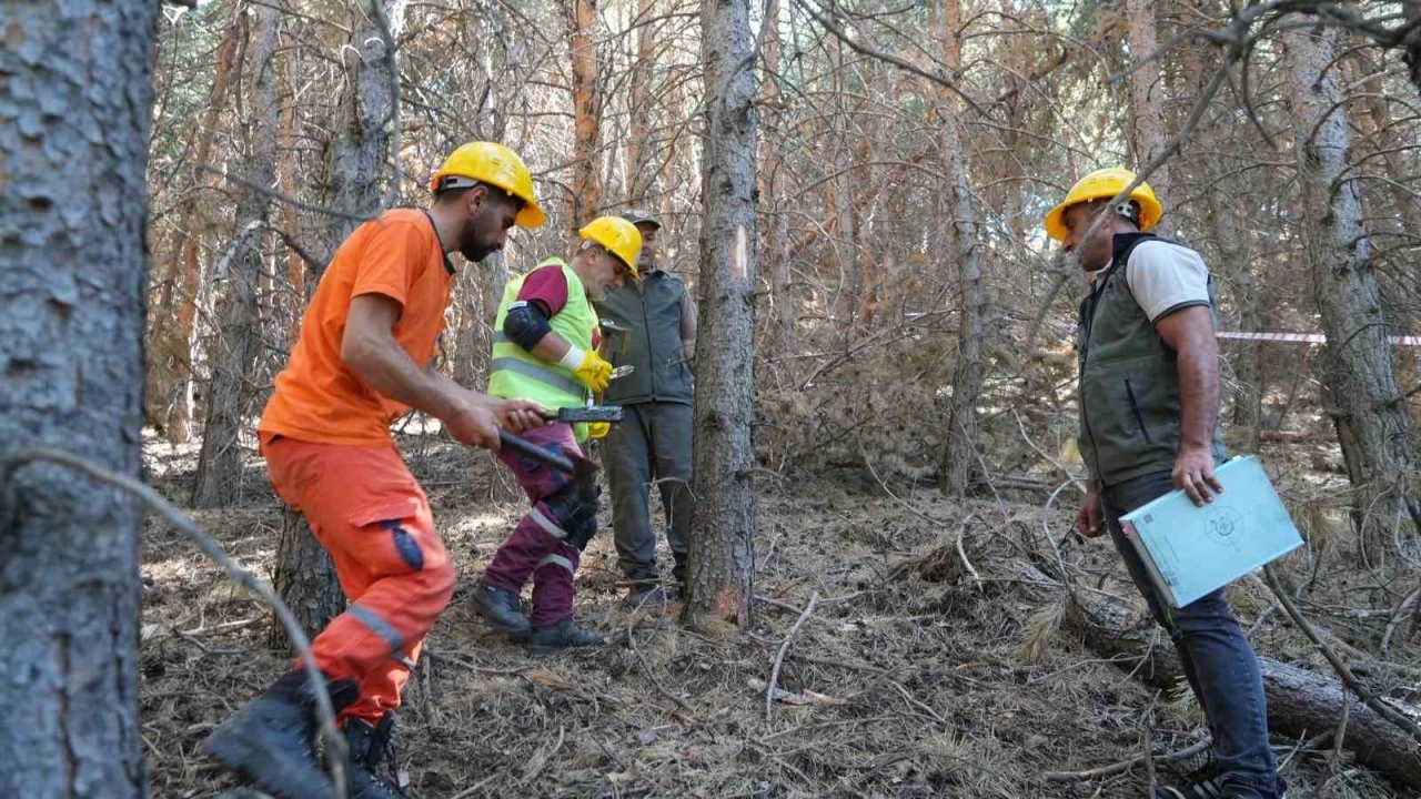 Erzurum’da Orman Yangını Riskine Karşı Bakım