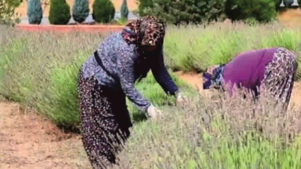 Gediz’in Mor Bahçesi: Lavanta Hasadı Başladı