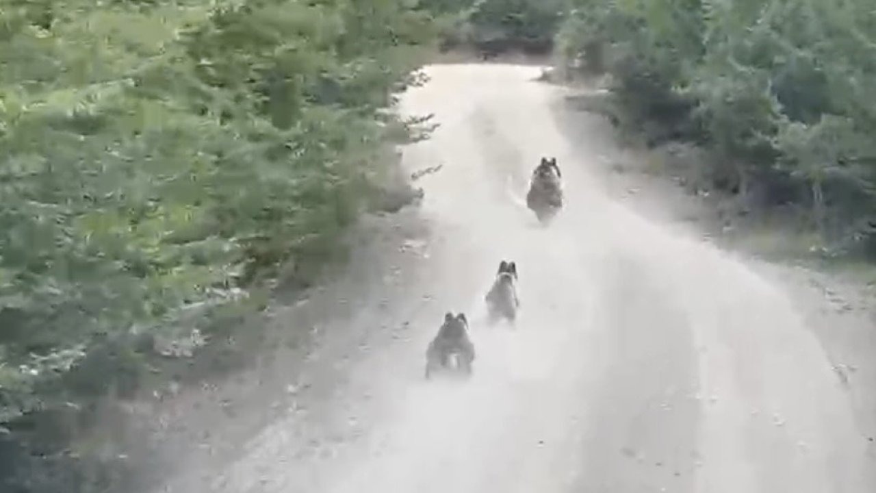 Ayı Ailesi Yol Kesti