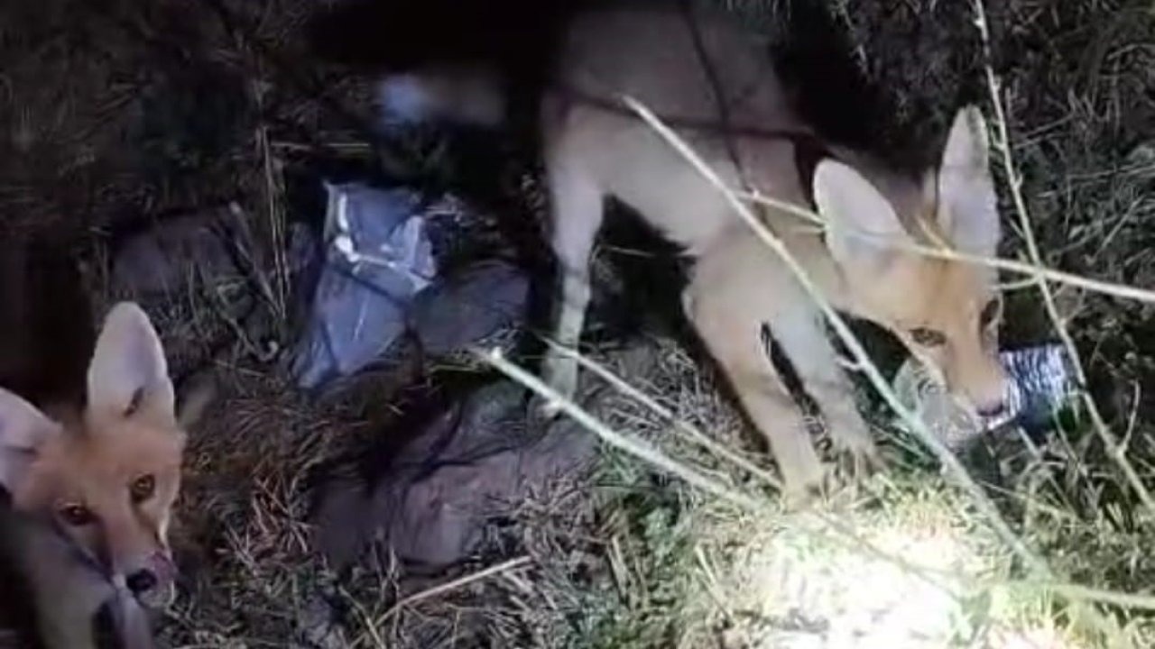 Van&#039;da Arıcının Nöbet Arkadaşı Tilkiler Oldu