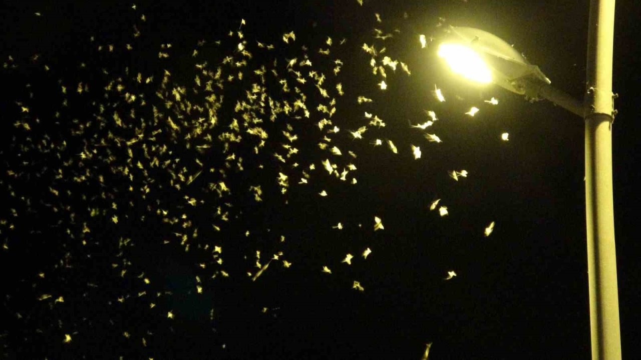 Ardahan’da &quot;Bir Günlükler&quot;in Ölüm Uçuşu Başladı: Bu Yıl 3 Hafta Gecikti