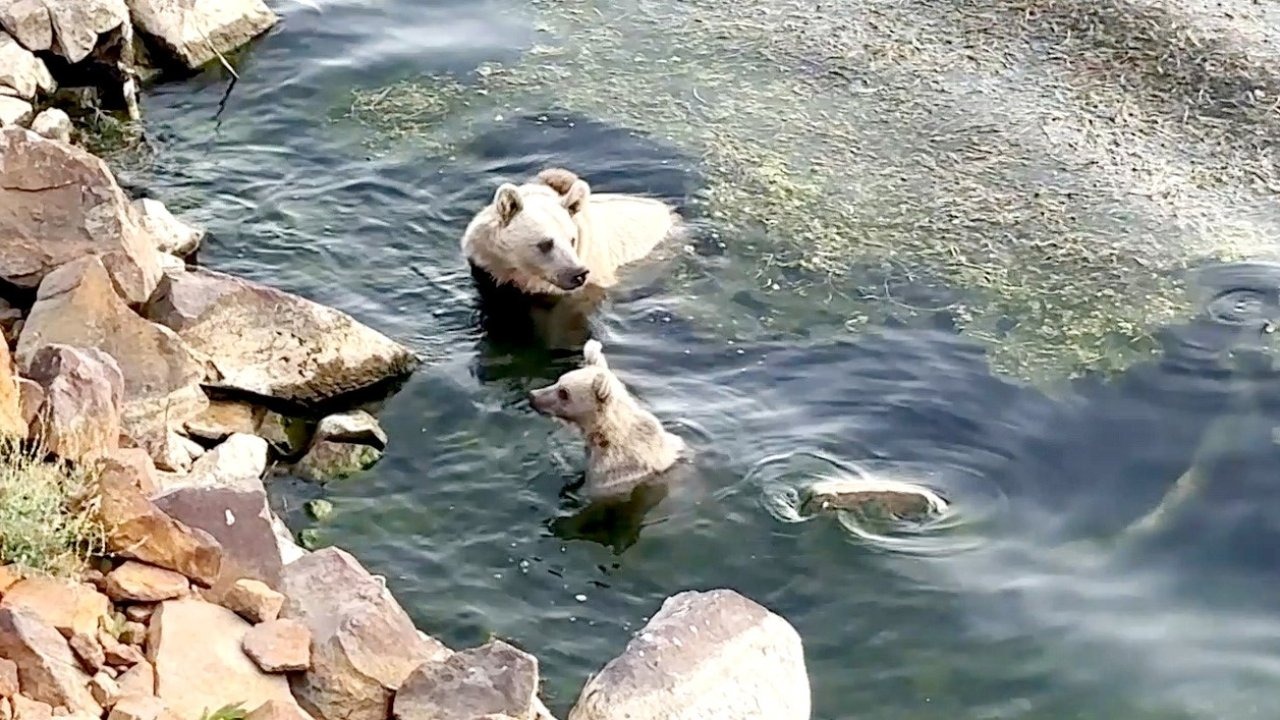 Nemrut Krater Gölü&#039;nde Ayılar Serinledi: Piknikçilerin Masasına Konuk Oldular