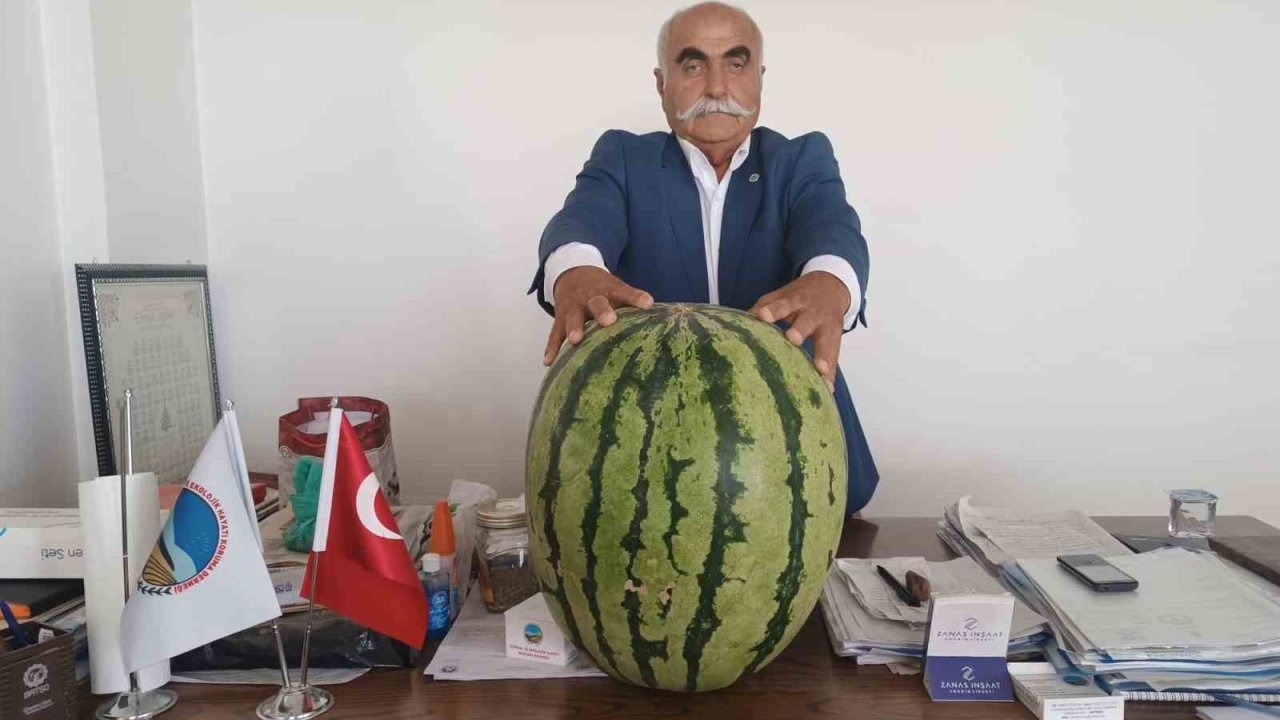 Batman Ovası&#039;nda 45 Kiloluk Dev Karpuz Yetişti
