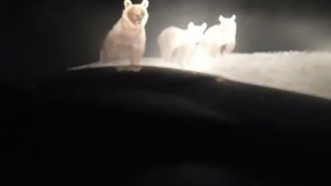 Hakkari’de Ayı Ailesi Görüntülendi