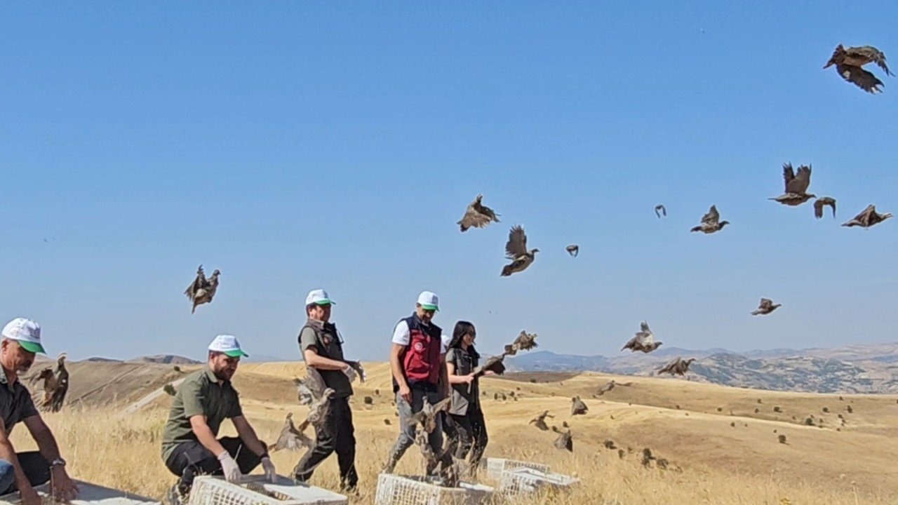 Tunceli&#039;de Yaban Hayatını Geliştirmek İçin 200 Keklik Doğaya Bırakıldı