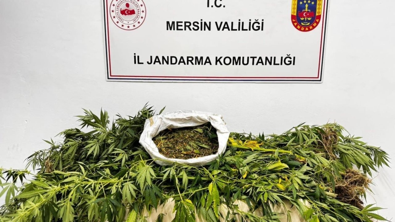 Mersin’de Yasadışı Kenevir Ekimi Yapan Şüpheli Tutuklandı