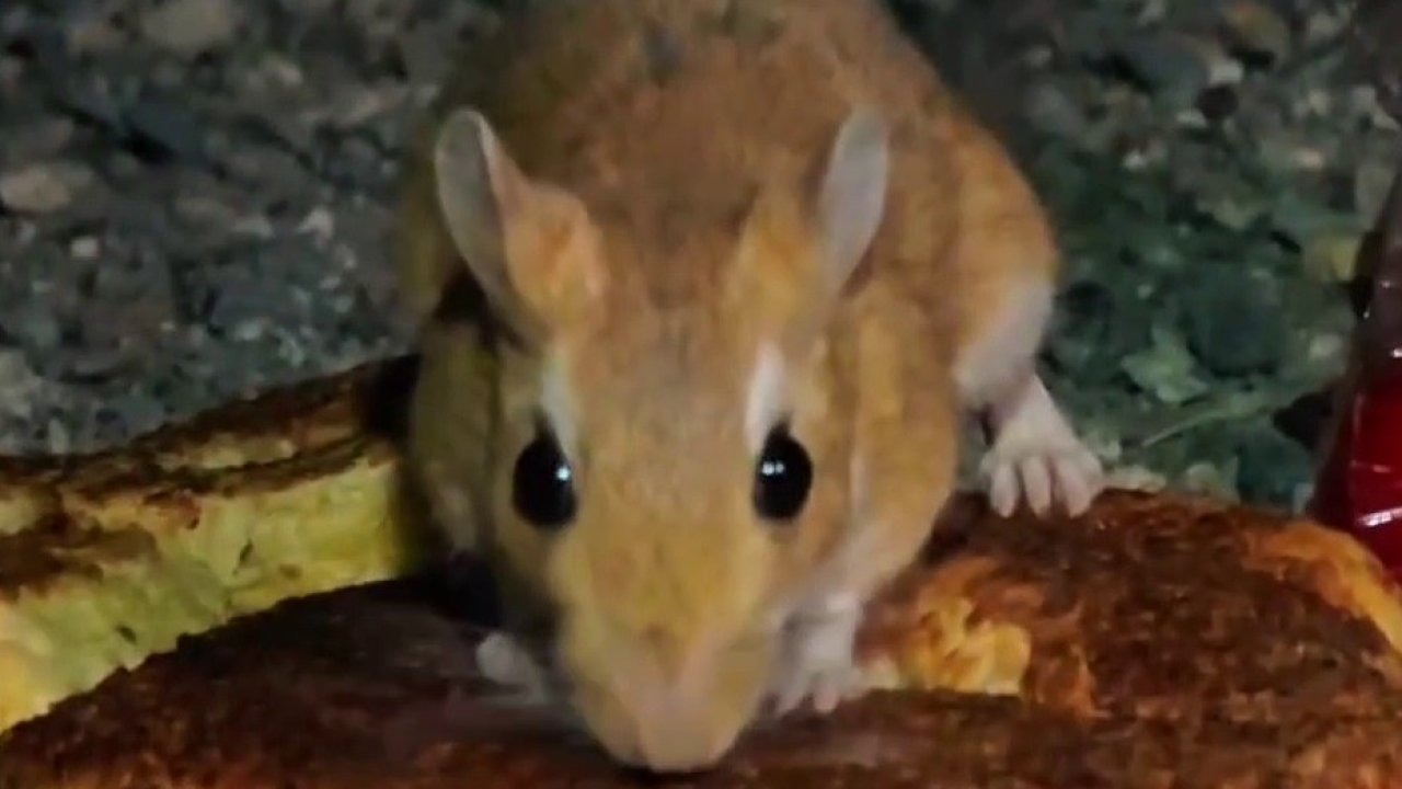 Erzurum’da Nesli Tehlike Altında Olan Arap Tavşanı Görüntülendi