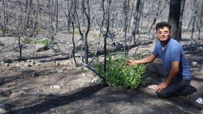 Hatay'daki Yangın Alanında Yeşil Filizler Umut Oldu: Doğa Yeniden Doğuyor